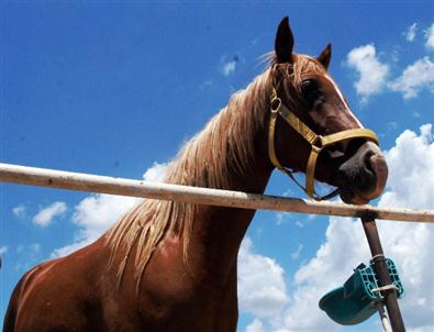 Hipodromların Şampiyonları Torbalı'da Yetişiyor