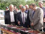 KİRAZ ÜRETİMİ - Uluderbent Kiraz Festivali Yapıldı