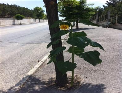 Kaldırımda İlginç Görüntü