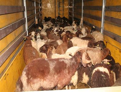 Koyun Yüklü Tır’dan 15 Bin Paket Kaçak Sigara Ele Geçirildi