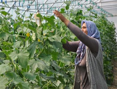 Roman Vatandaşlar Seracılık İle İstihdam Ediliyor