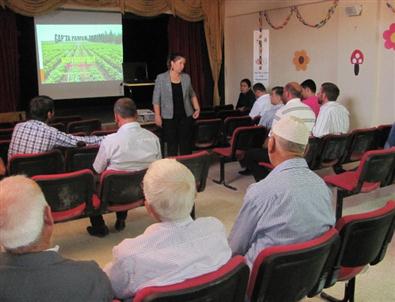 Pamuk Yetiştiriciliği ve Pamukta Bitki Koruma Sorunları