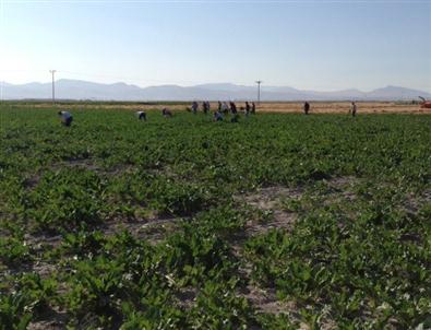 Pancar Tarlasında 20 Bin Kök Uyuşturucu Bulundu