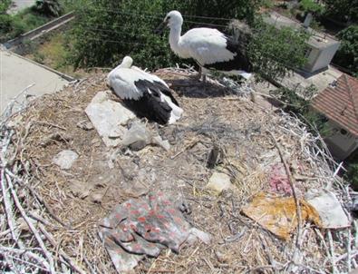 Yaralanan Leylek Yavrularına Operasyon