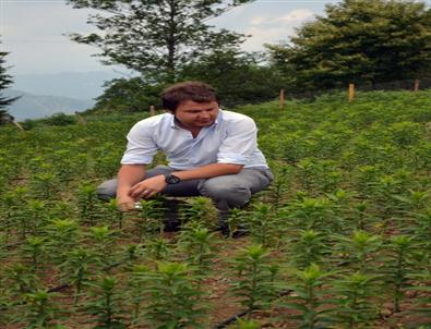 5 Bin Zambak 1 Ay Sonra Hasat Edilecek