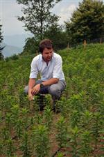 5 Bin Zambak 1 Ay Sonra Hasat Edilecek