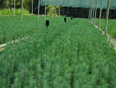 Diyarbakır Yeşilleniyor