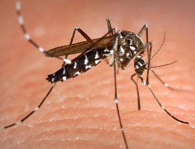 Sinek deyip geçmeyin