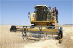 GEDIKHASANLı - Yozgat Bozok Üniversitesi Tarım ve Doğa Bilimleri Fakültesi İlk Kez Buğday ve Arpa Hasadı Yaptı