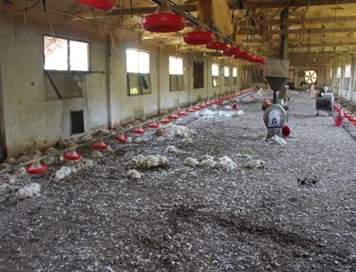 Sedaş Elektriği Kesince 2 Bin 500 Tavuk Telef Oldu