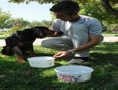 Sokak Hayvanları İçin 5 Bin Su Kabı Dağıtıldı