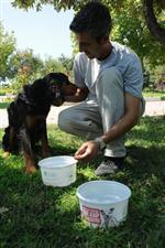 Sokak Hayvanları İçin 5 Bin Su Kabı Dağıtıldı