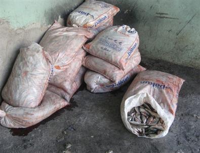 Van’da Kaçak Balık Operasyonu