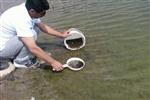 HELVADERE - Aksaray’da Göletlere 114 Bin Yavru Balık Bırakıldı