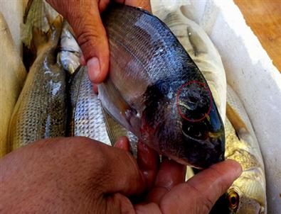 Aydın’da Su Ürünleri Denetimleri Artarak Devam Ediyor