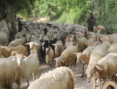 (özel Haber) İmece Usulü Çobanlık