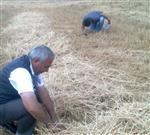 Aksaray'da Biçerdöver ve Hasatlar Kontrol Ediliyor