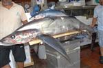 Fethiyeli Balıkçılar 95 Kilo Ağırlığında Köpek Balığı Yakaladı