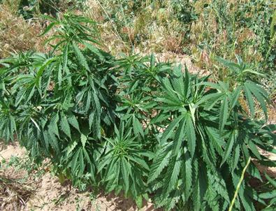 Jandarma Tarafından Bir Evin Bahçesinde 425 Kök Kenevir Bitkisi Ele Geçirildi