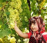 Sarıgöl Ziraat Odası, Üzüm Üreticilerini Uyardı