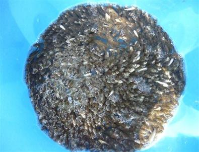 Tekirdağ’da Göletlere Yavru Balıklar Bırakıldı