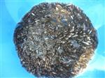 MARMARACıK - Tekirdağ’da Göletlere Yavru Balıklar Bırakıldı