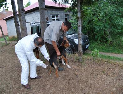 Trabzon’daki Kuduz Vakası