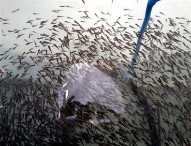 50 Bin Sazan Yavrusu, Göletlere Bırakıldı