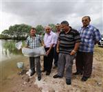 AYNALı SAZAN - Ankara Çubuk’ta Göletlere 21 Bin Balık Bırakıldı