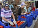 DALAMA - Aydın’da Domates Bereketi