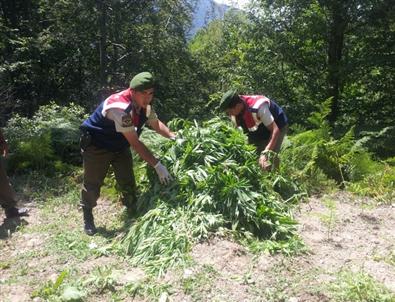 Jandarmadan Hint Keneviri Operasyonu