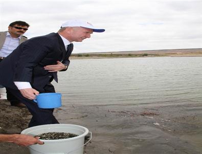 Nevşehir’de Göletlere 45 Bin Yavru Aynalı Sazan Bırakıldı