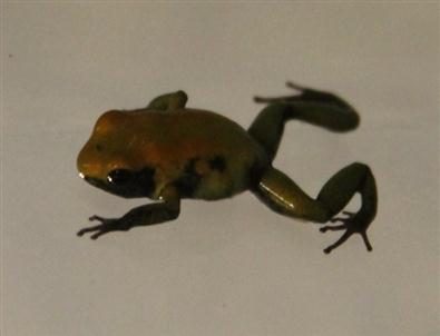 2.5 Santimlik Ölümcül Canavar Başkent'te