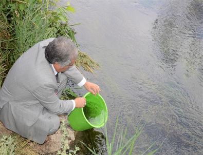 Ceyhan Nehrine 10 Bin Yavru Sazan Bırakıldı