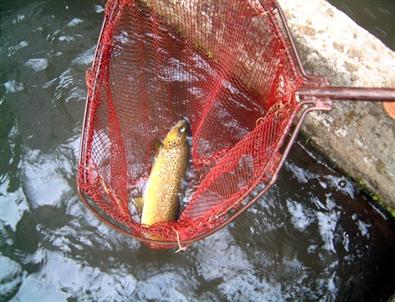 Doğu Karadeniz'de Deniz Balıkçılığı Üretiminde Rekor Düşüş