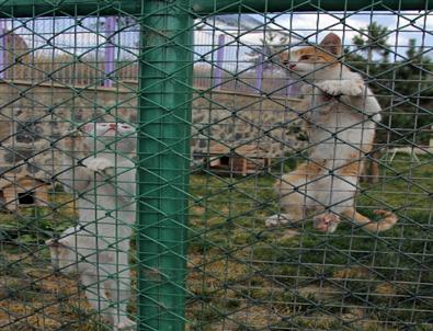 Erzurum’da Artık Kedilerinde Bir Evi Var
