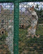 Erzurum’da Artık Kedilerinde Bir Evi Var