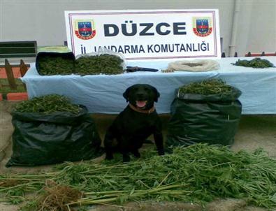 Jandarmadan Tavuk Çiftliğine Baskın