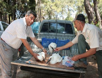 Alanya'da Üç Leylek Yavrusu Kurtarıldı