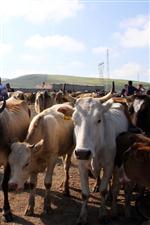 ORTAKENT - Ardahan'da Şap Karantinası Kısmen Kaldırıldı