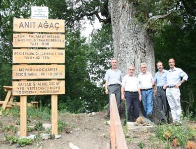 Gökçebey’de 500 Yıllık Anıt Ağacın Çevre Temizliği Yapıldı