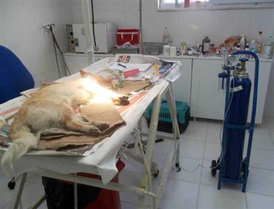 5. Kattan Düşen Köpek Hayata Tutunmaya Çalışıyor