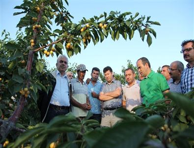 Daka Genel Sekreteri Ahlat'ta Kiraz Bahçesini Gezdi
