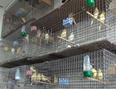 (özel Haber) Okul Müdürünün Kanarya Sevgisi