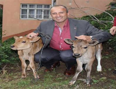 İnekleri De İkiz Doğurdu