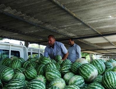 Karpuz Üreticisinin Yüzü Gülüyor