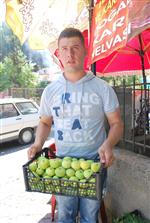 Aydın İnciri Tezgaha Düştü