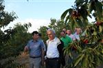 Bitlis'te Meyvecilik Gelişiyor
