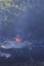 SİGARA İZMARİTİ - Gözü Gibi Baktığı Şeftali Bahçesi İzmarit Yüzünden Kül Oldu