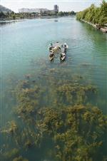 TEMİZLİK ARACI - Seyhan Nehri Temizleniyor